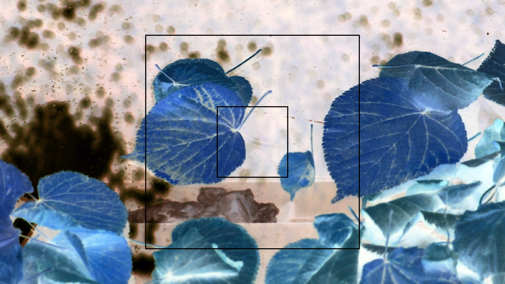 2022-10-12 Wort Bild Virus (Foto)