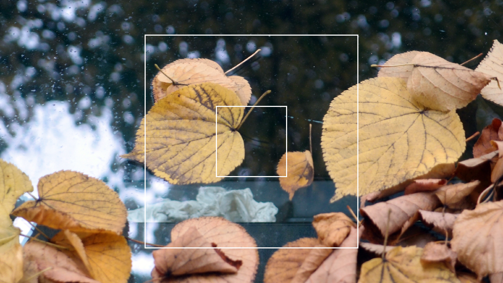 2022-10-12 Wort Bild Virus (Foto)