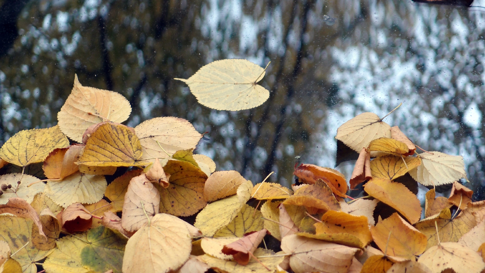 2022-10-12 Wort Bild Virus (Foto)