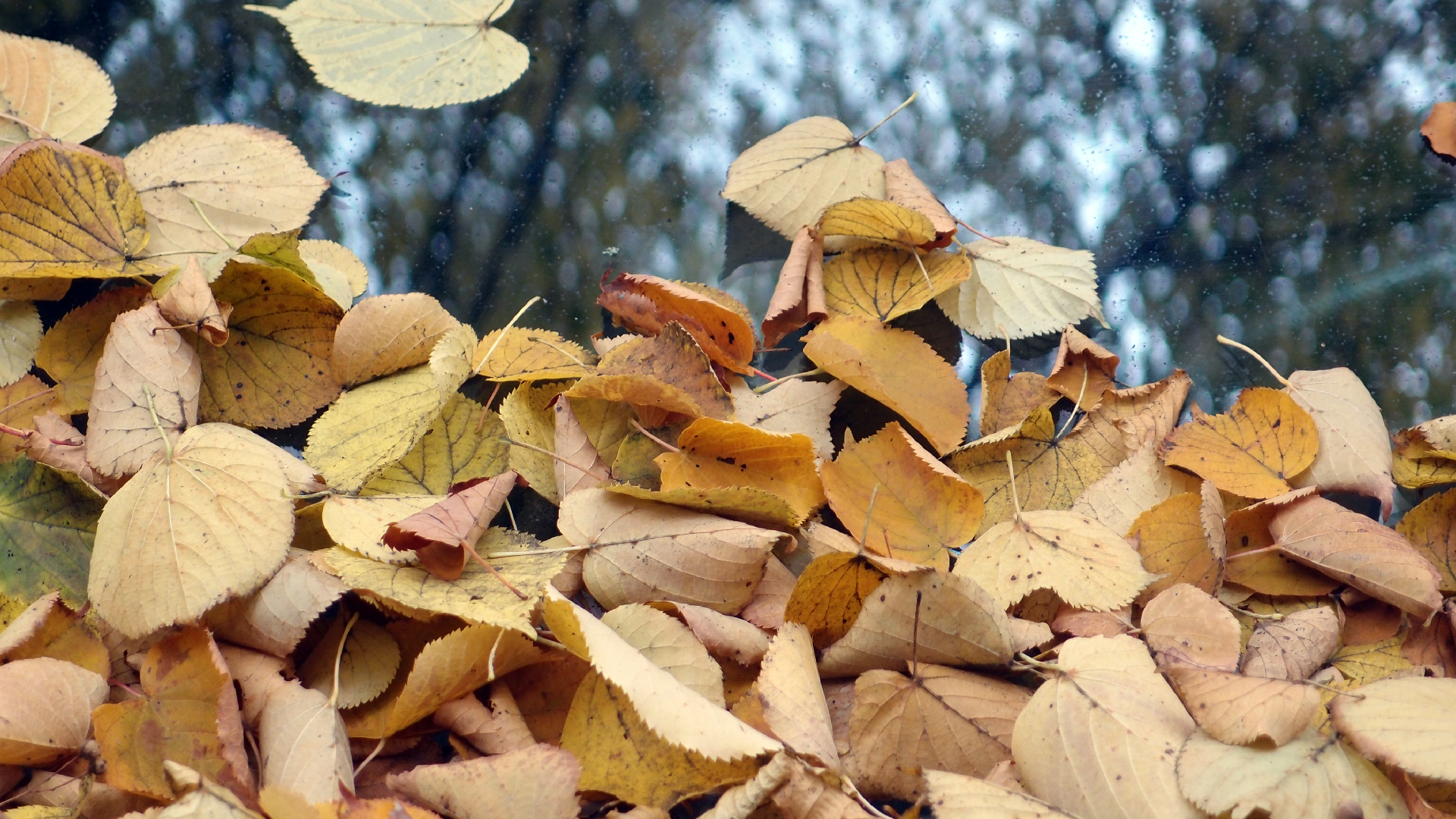 2022-10-12 Wort Bild Virus (Foto)