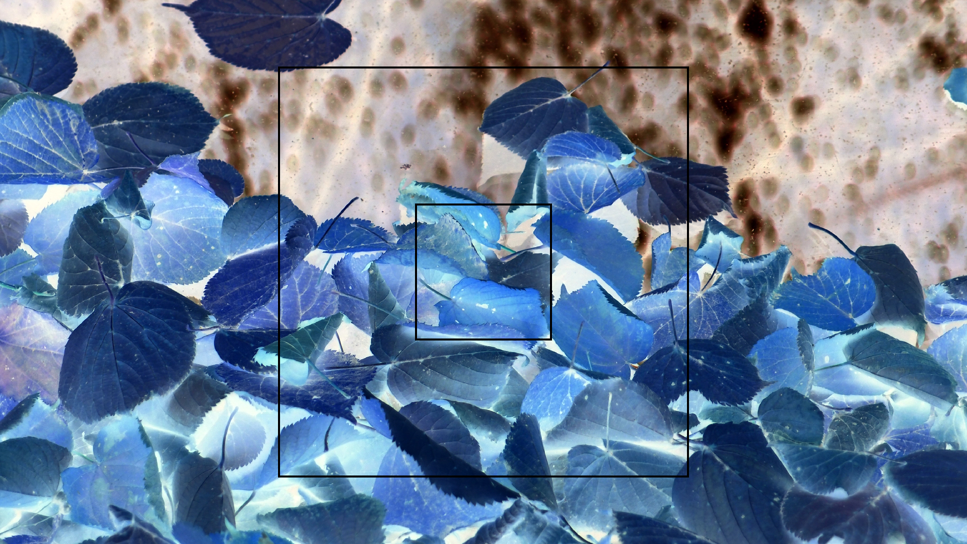 2022-10-12 Wort Bild Virus (Foto)