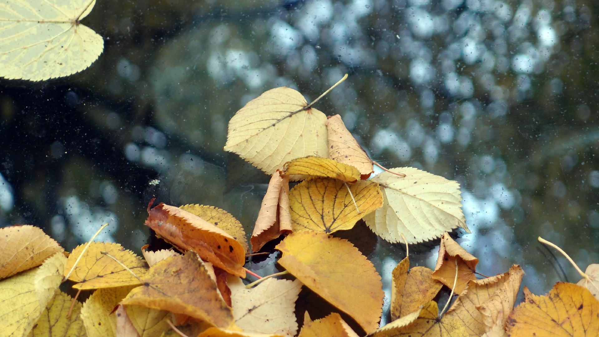 2022-10-12 Wort Bild Virus (Foto)