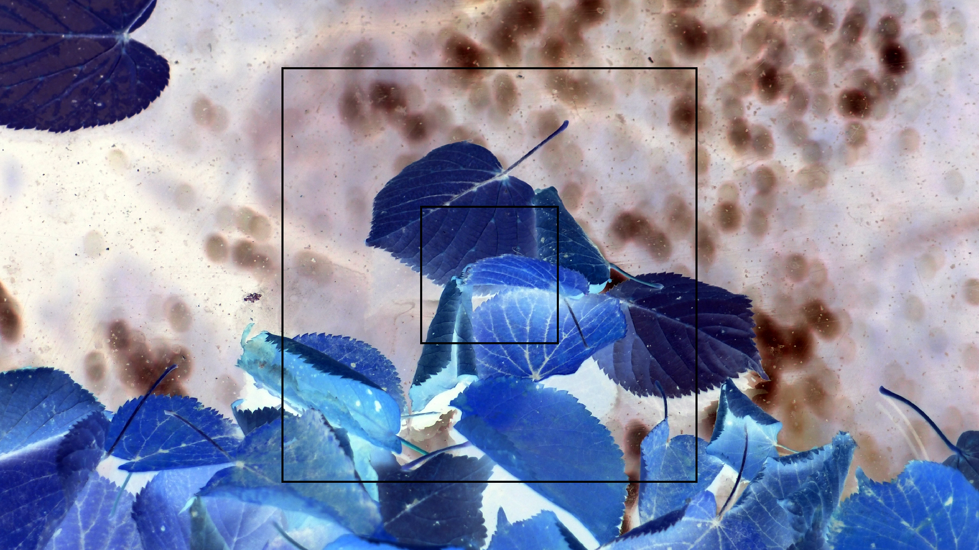 2022-10-12 Wort Bild Virus (Foto)