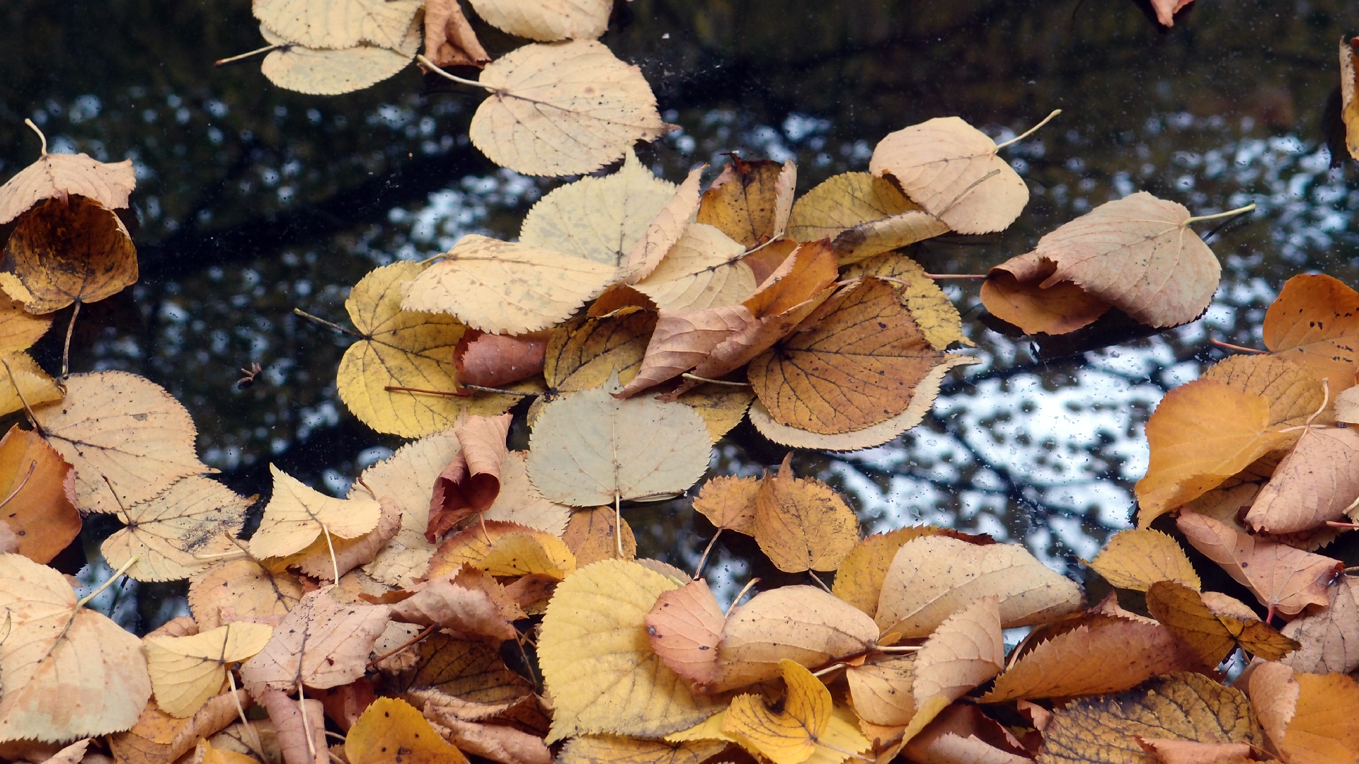 2022-10-12 Wort Bild Virus (Foto)