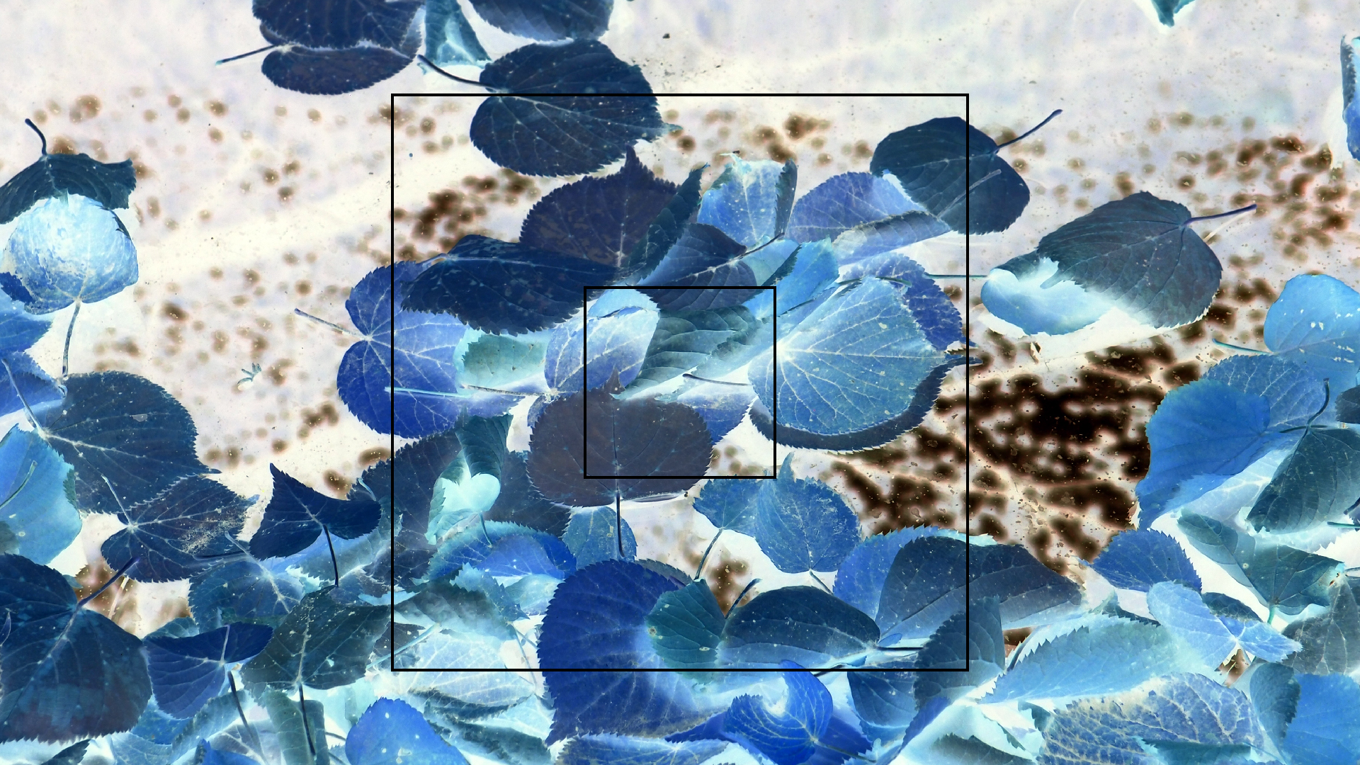 2022-10-12 Wort Bild Virus (Foto)