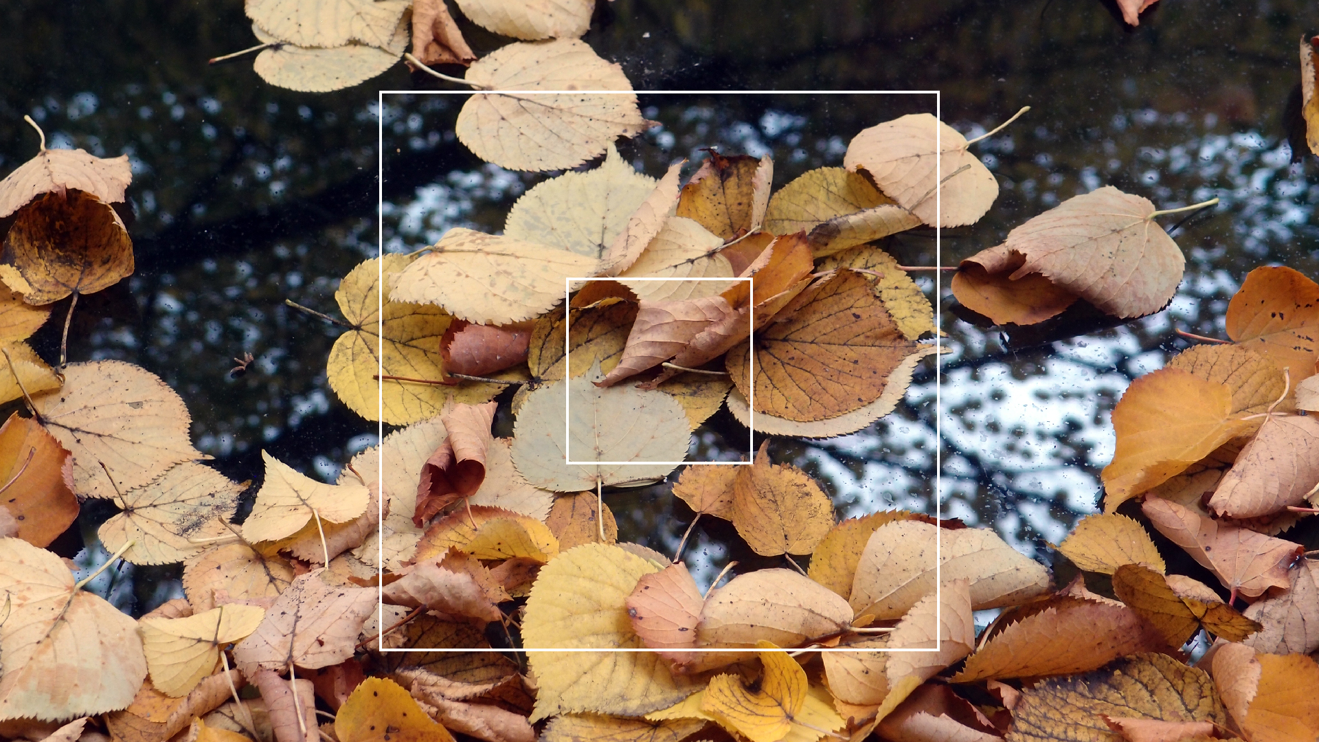 2022-10-12 Wort Bild Virus (Foto)