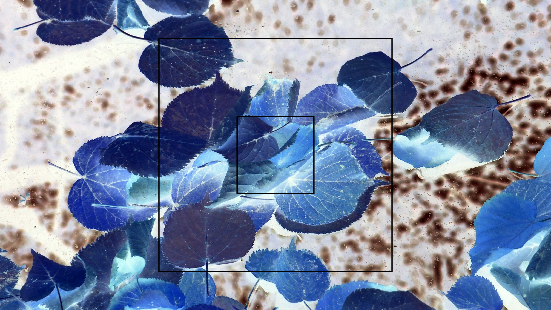 2022-10-12 Wort Bild Virus (Foto)