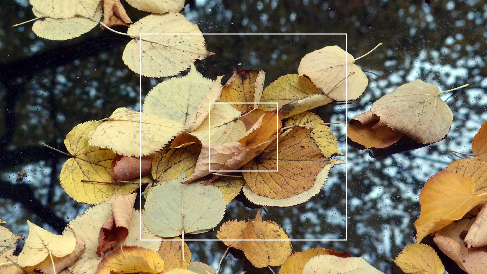 2022-10-12 Wort Bild Virus (Foto)