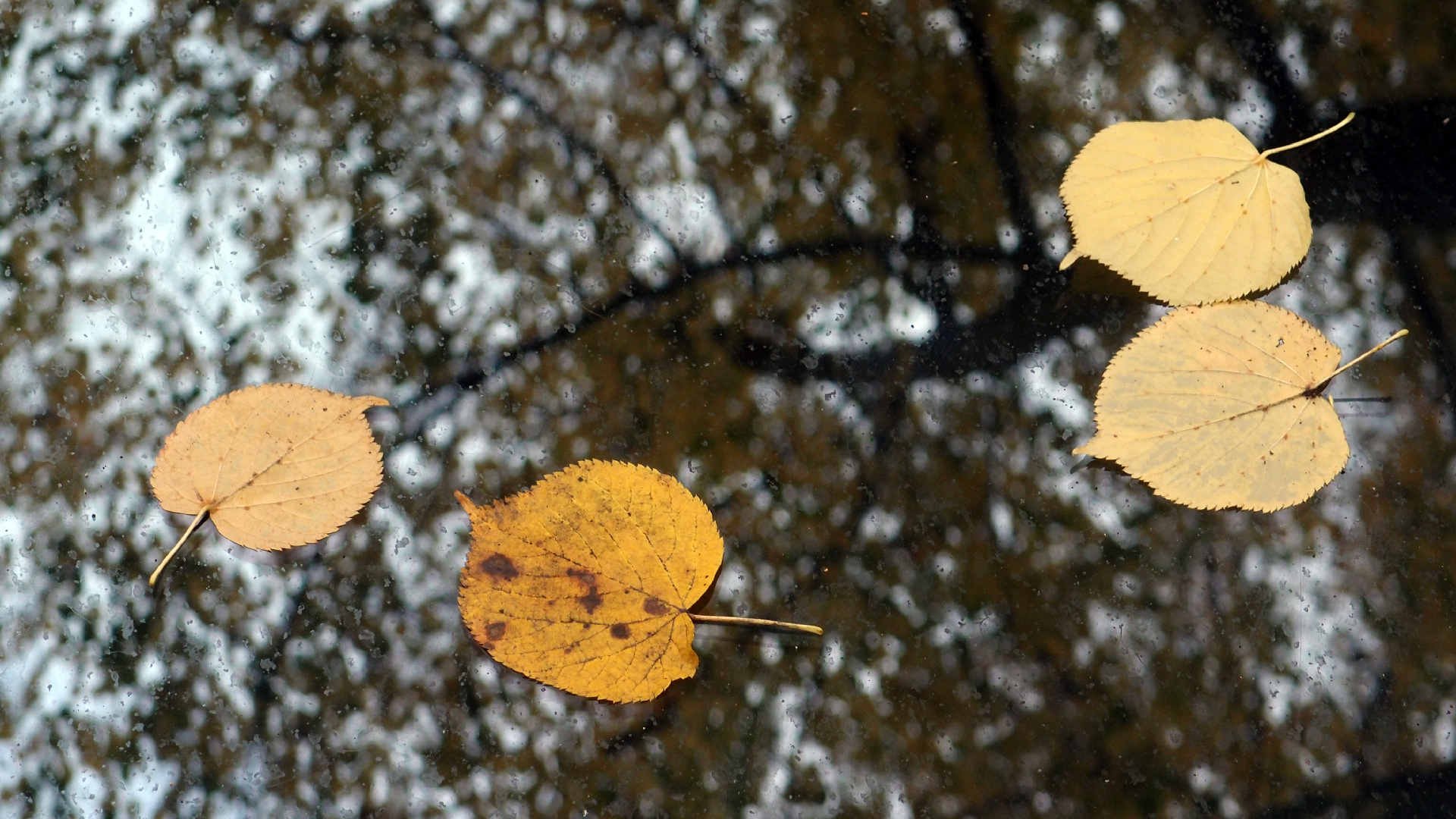 2022-10-12 Wort Bild Virus (Foto)