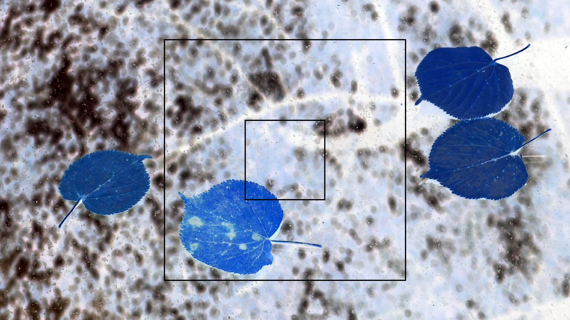 2022-10-12 Wort Bild Virus (Foto)