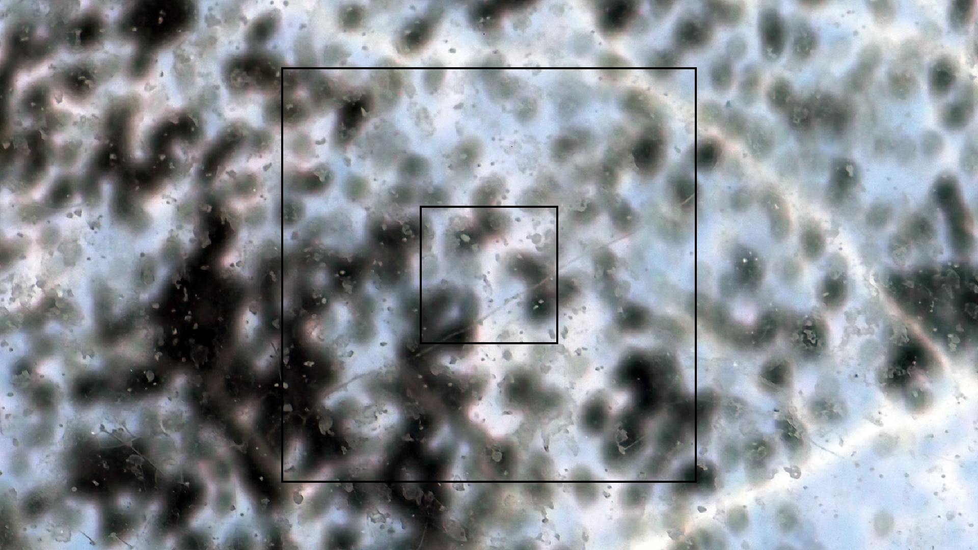 2022-10-12 Wort Bild Virus (Foto)