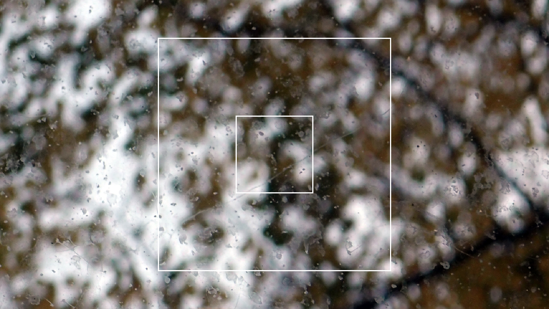 2022-10-19 Laub auf Windschutzscheiben (Foto)