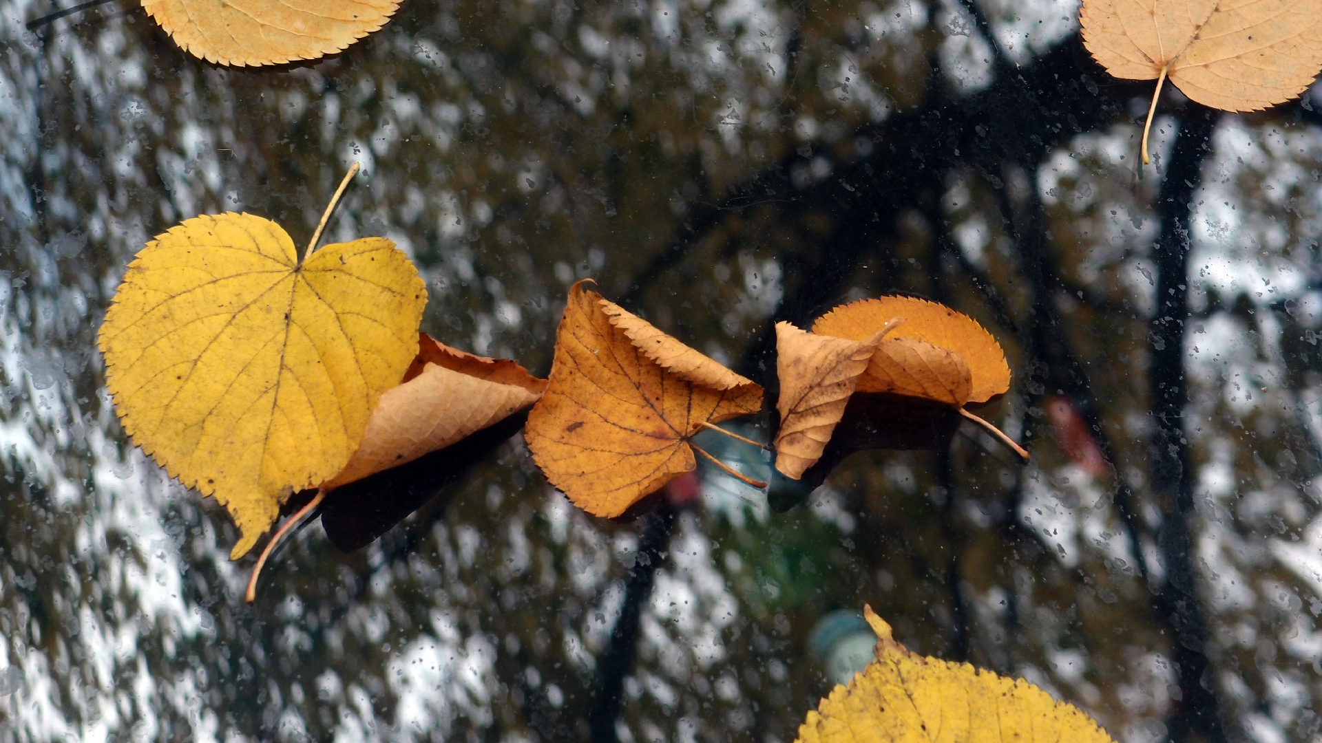 2022-10-19 Laub auf Windschutzscheiben (Foto)