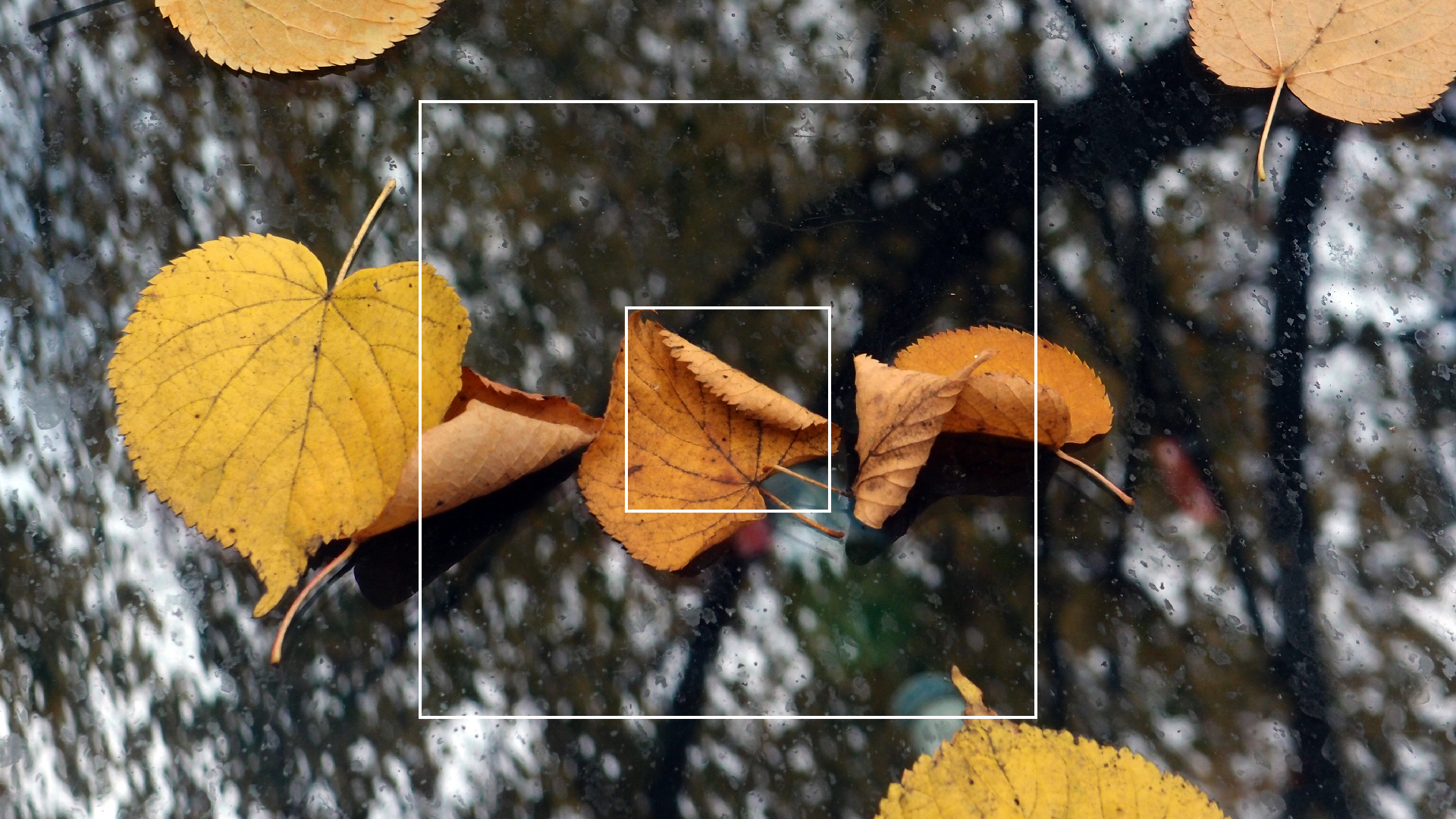 2022-10-19 Laub auf Windschutzscheiben (Foto)