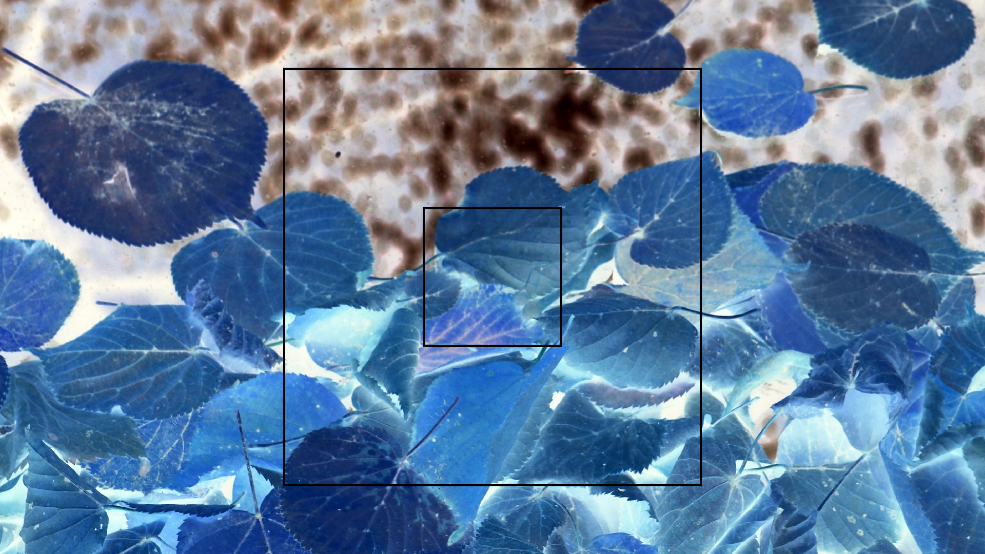 2022-10-19 Laub auf Windschutzscheiben (Foto)