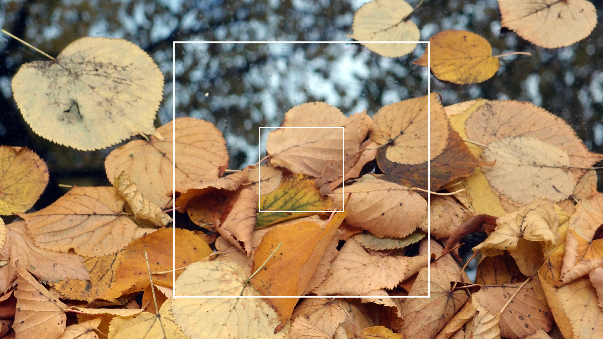 2022-10-19 Laub auf Windschutzscheiben (Foto)