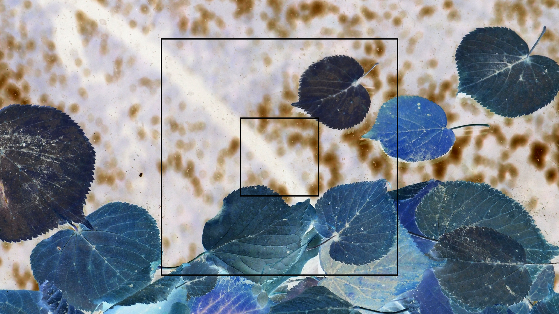 2022-10-19 Laub auf Windschutzscheiben (Foto)