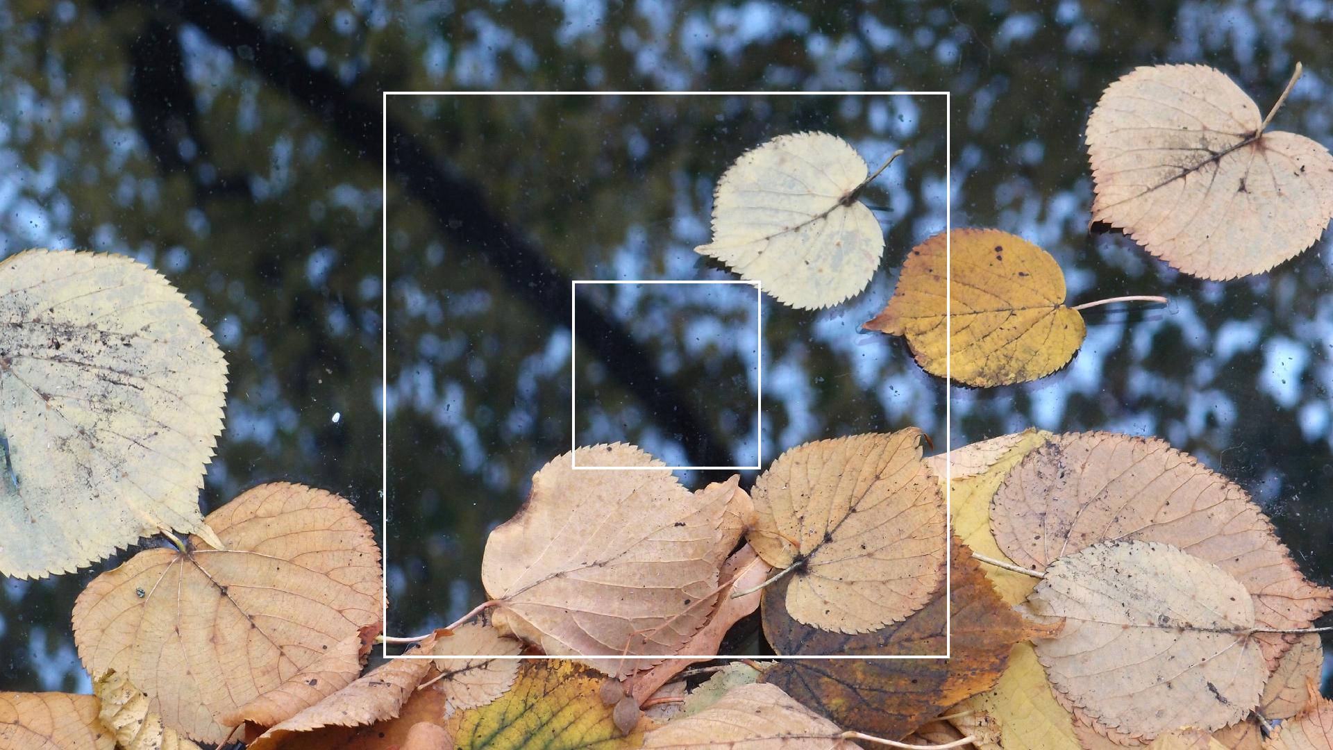 2022-10-19 Laub auf Windschutzscheiben (Foto)