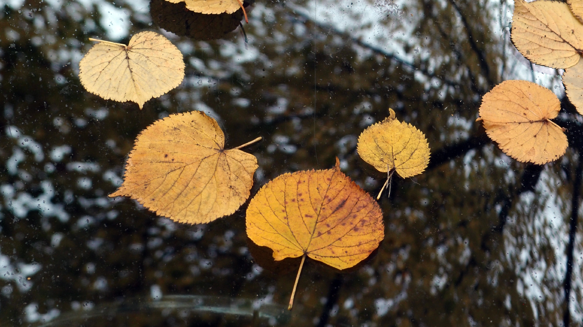 2022-10-19 Laub auf Windschutzscheiben (Foto)