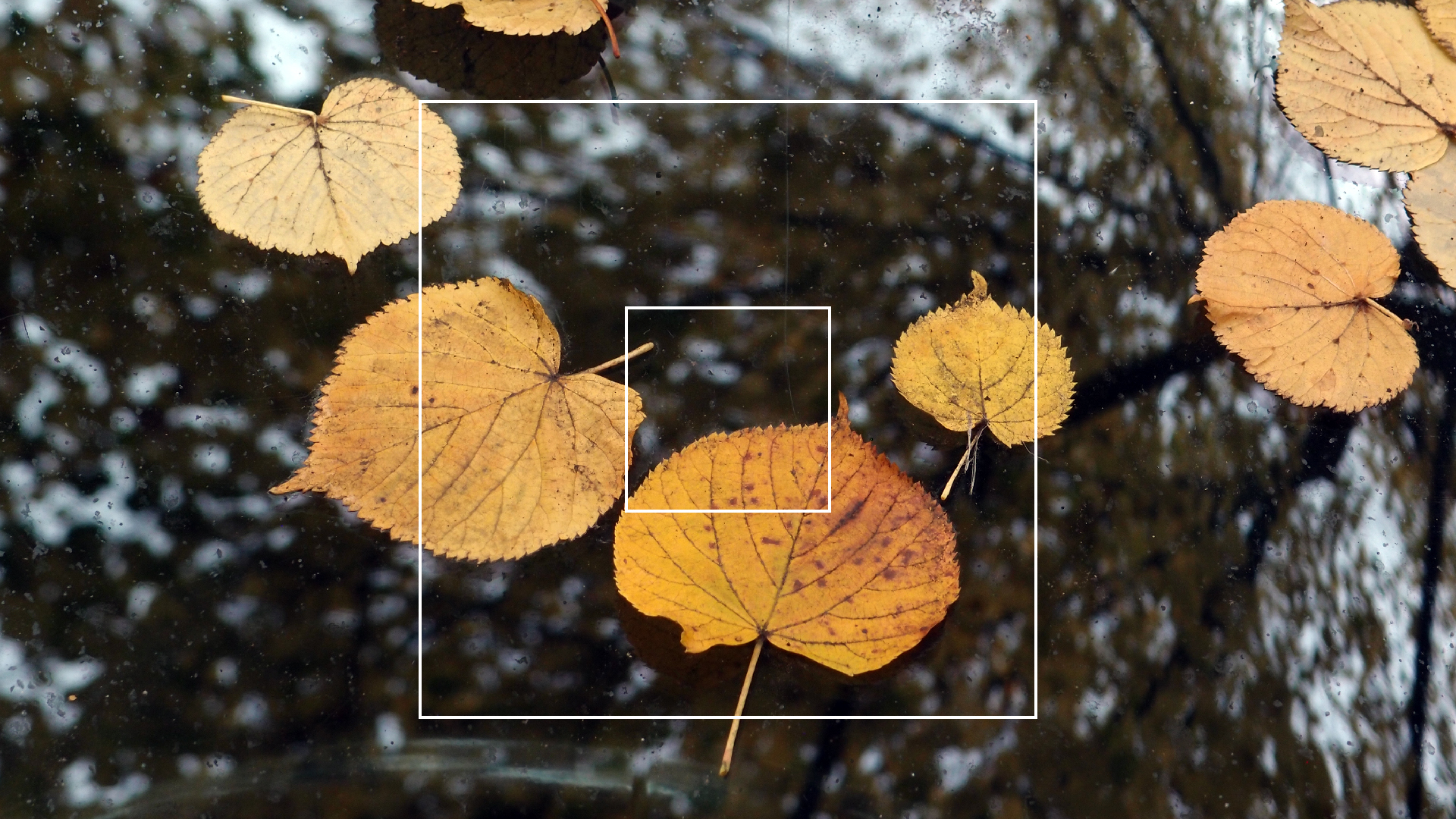 2022-10-19 Laub auf Windschutzscheiben (Foto)
