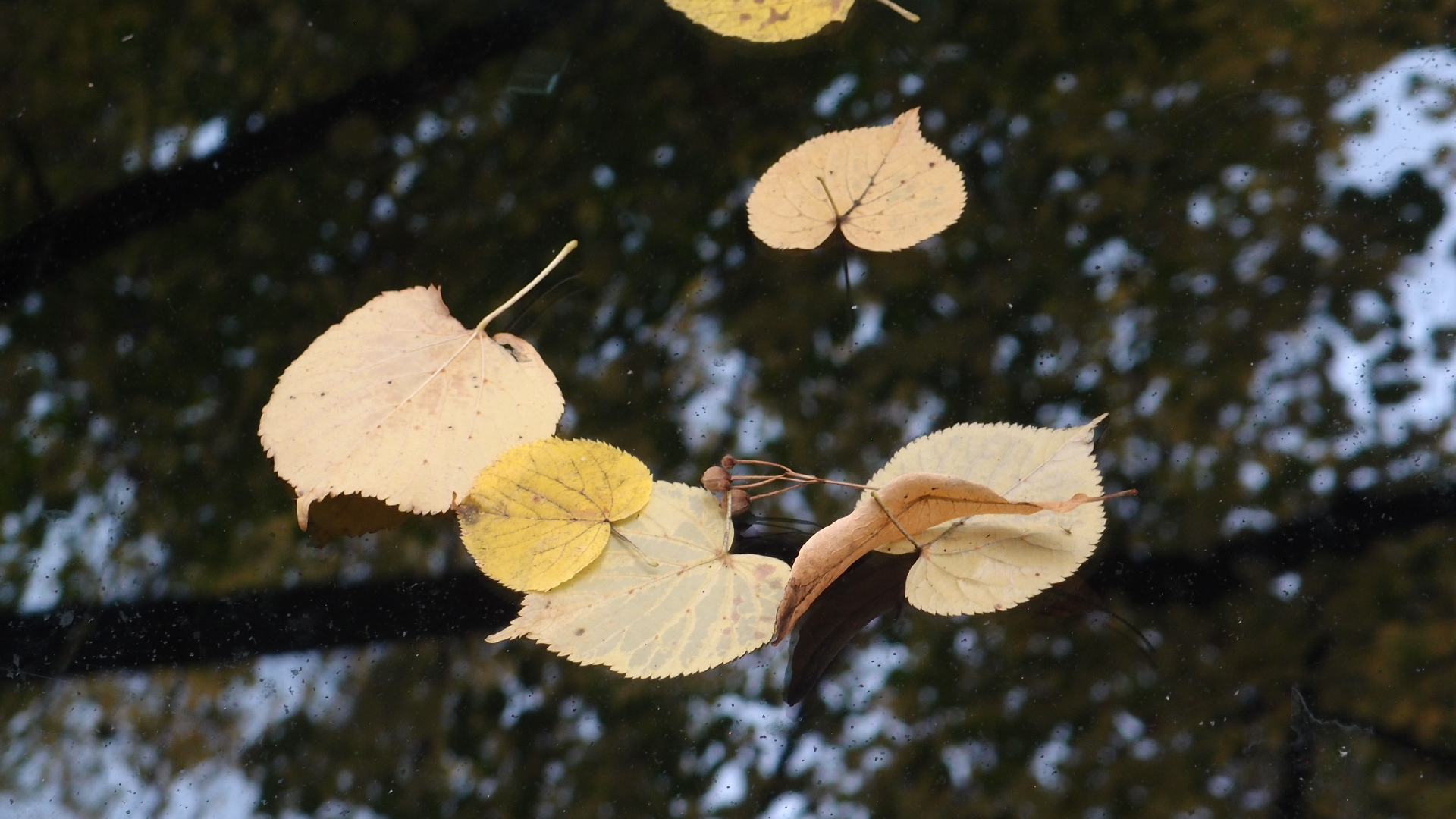 2022-10-19 Laub auf Windschutzscheiben (Foto)