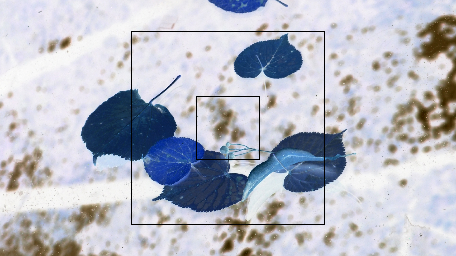 2022-10-19 Laub auf Windschutzscheiben (Foto)