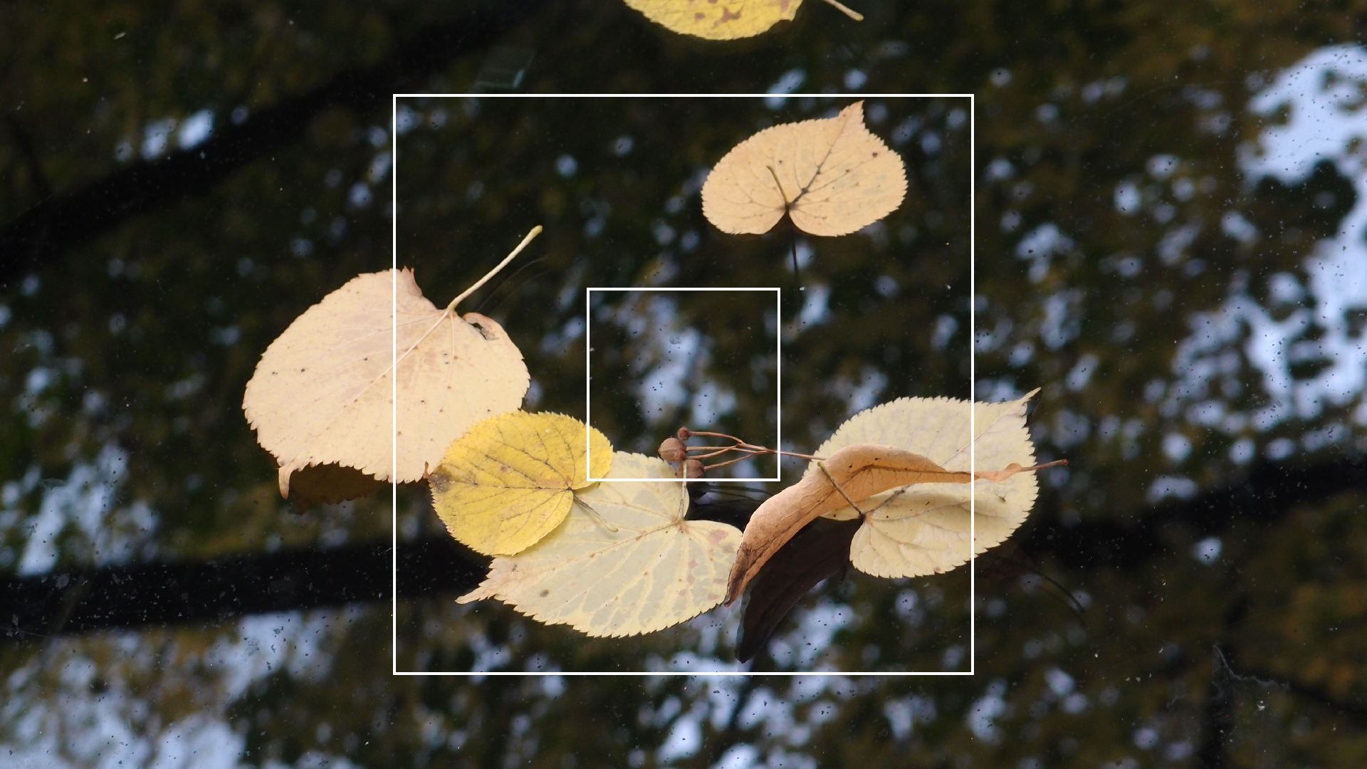 2022-10-19 Laub auf Windschutzscheiben (Foto)