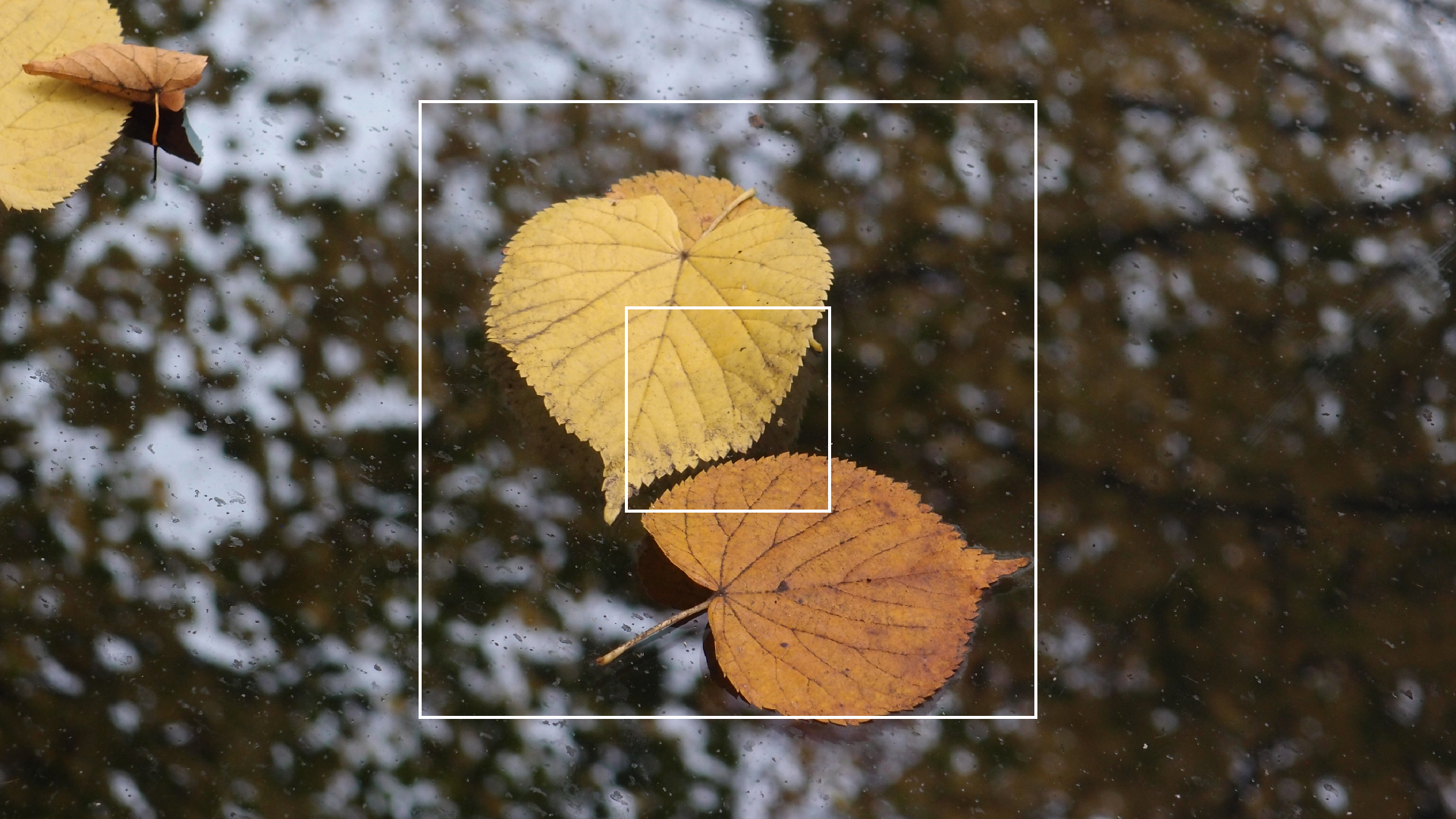 2022-10-19 Laub auf Windschutzscheiben (Foto)