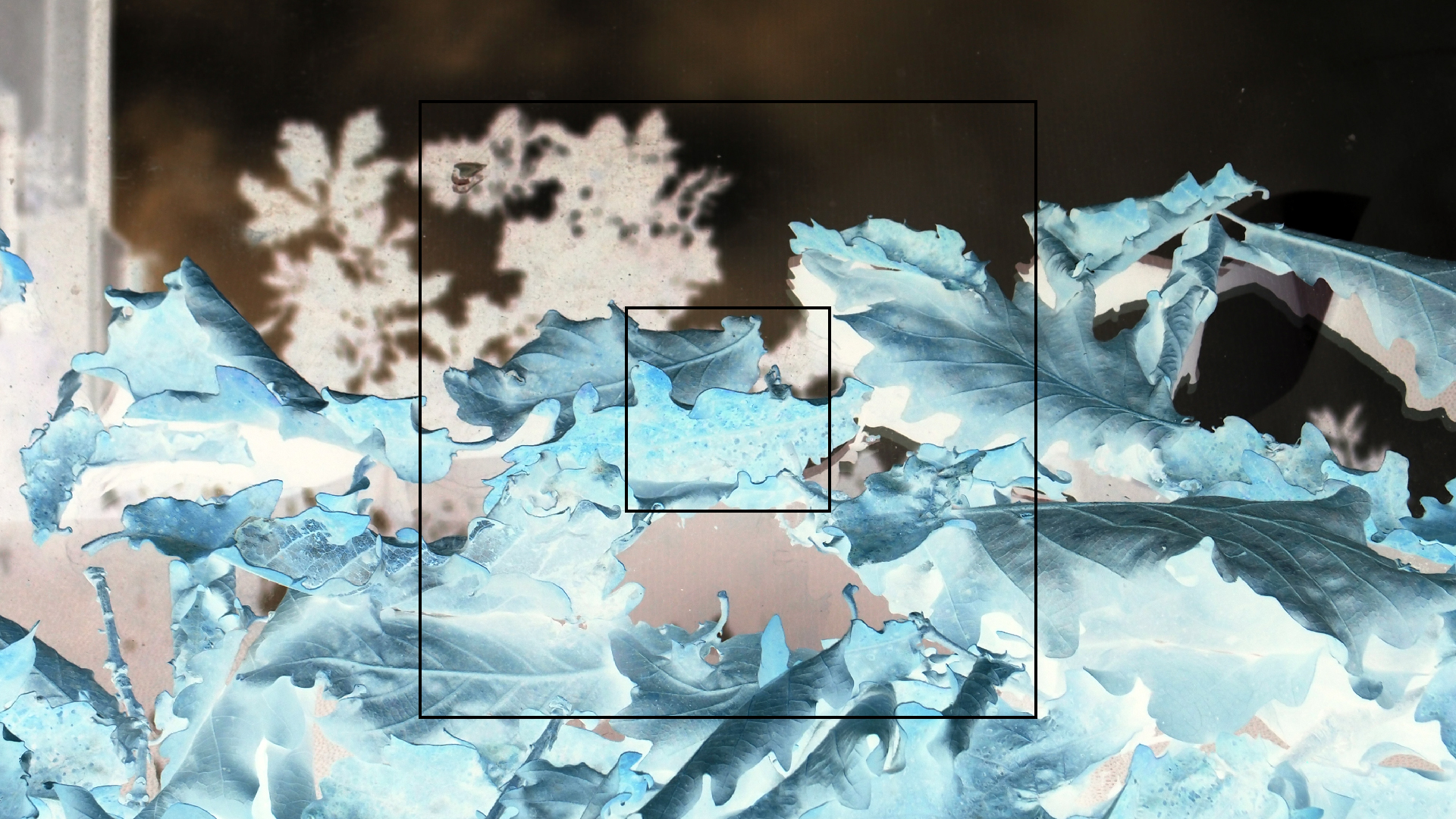 2022-10-19 Laub auf Windschutzscheiben (Foto)