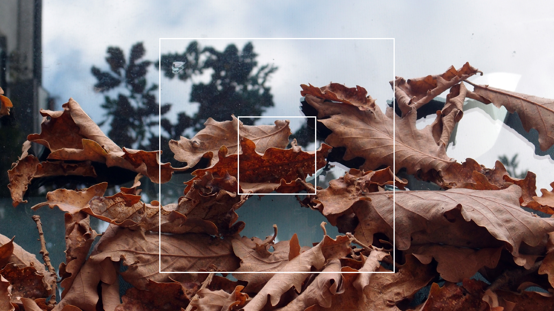 2022-10-19 Laub auf Windschutzscheiben (Foto)