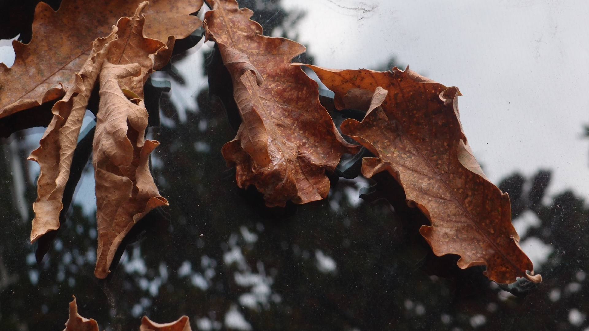 2022-10-19 Laub auf Windschutzscheiben (Foto)