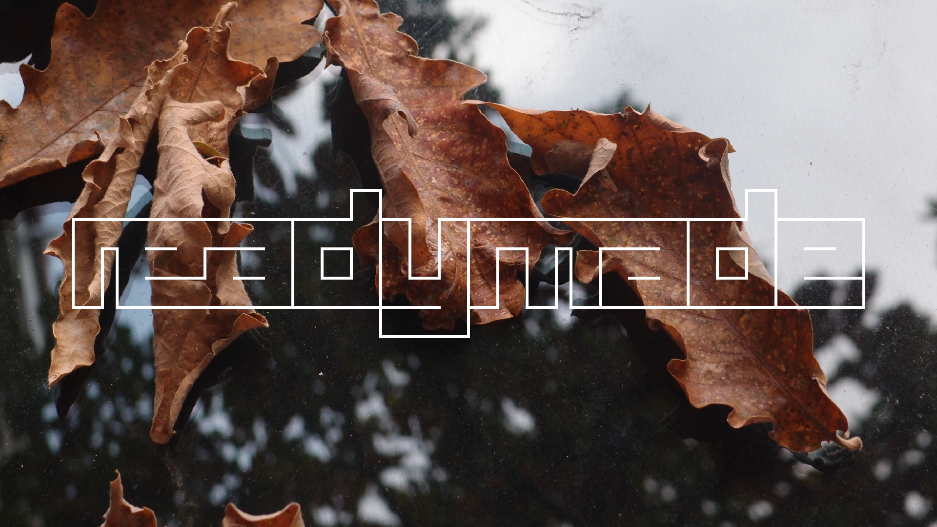 2022-10-19 Laub auf Windschutzscheiben (Foto)