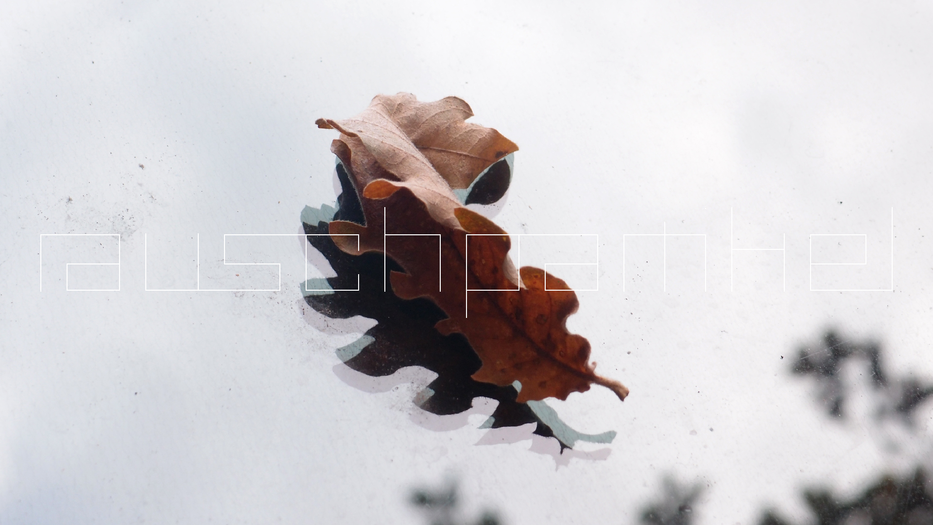 2022-10-19 Laub auf Windschutzscheiben (Foto)