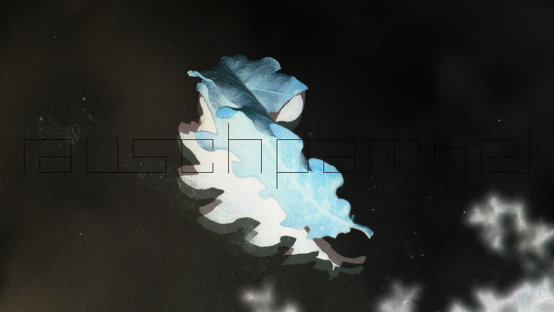 2022-10-19 Laub auf Windschutzscheiben (Foto)