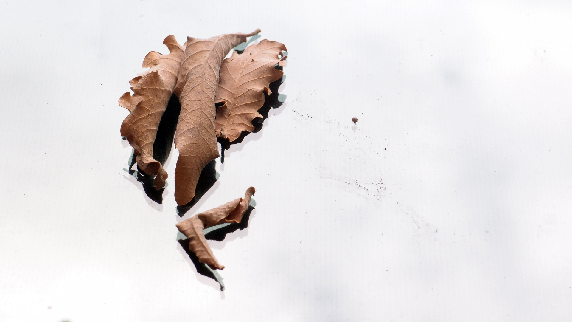 2022-10-19 Laub auf Windschutzscheiben (Foto)