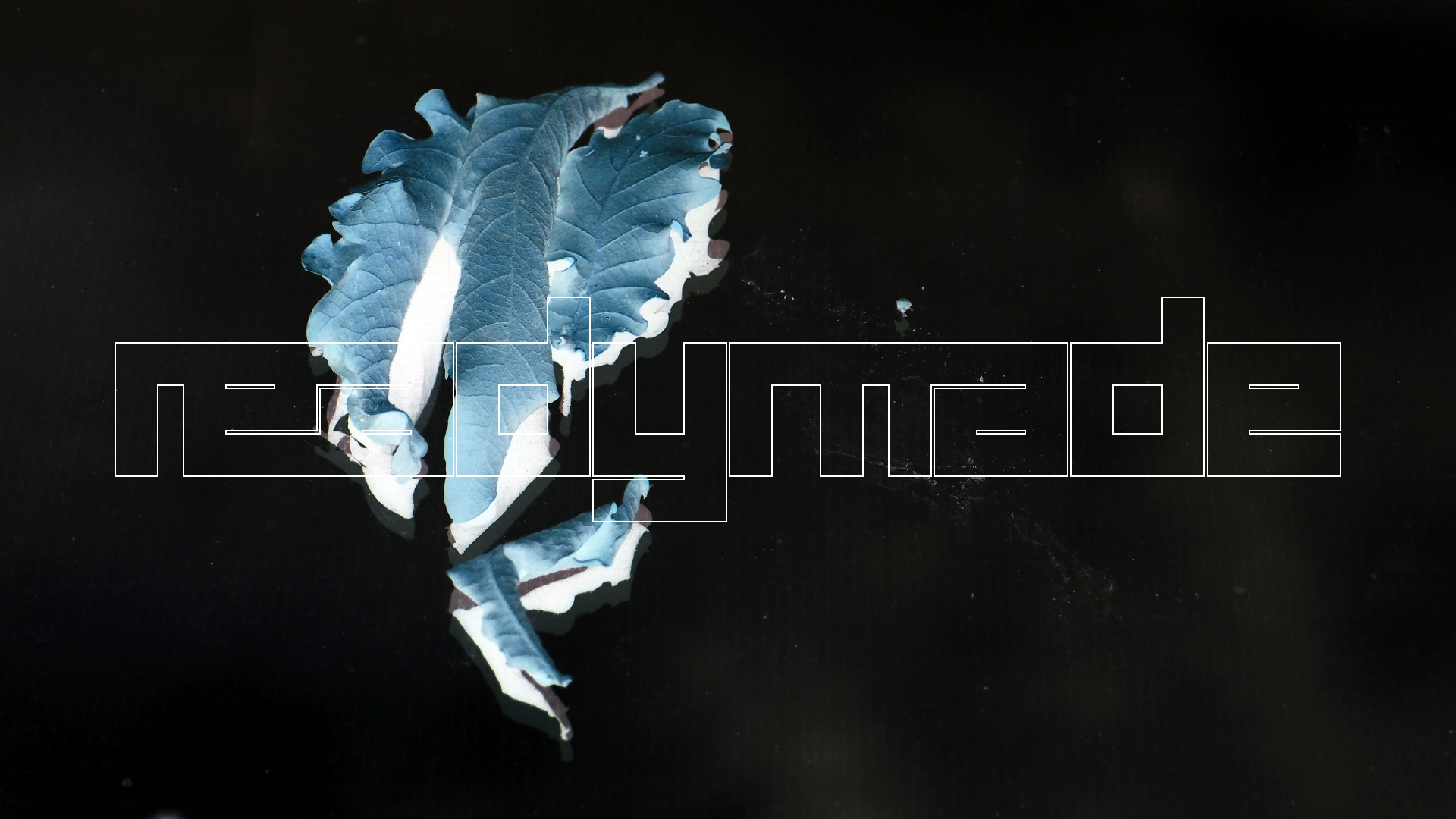 2022-10-19 Laub auf Windschutzscheiben (Foto)