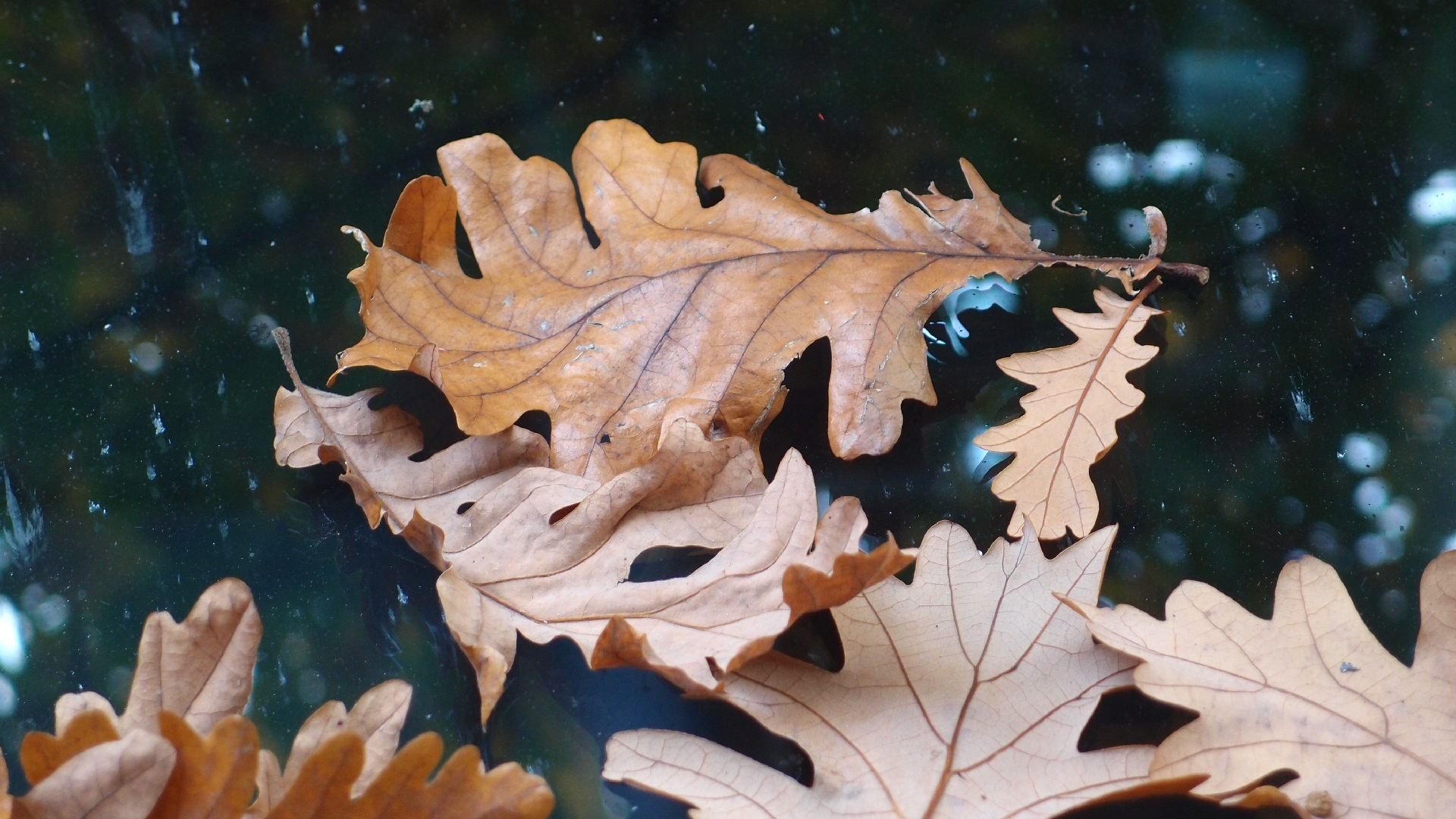 2022-10-19 Laub auf Windschutzscheiben (Foto)