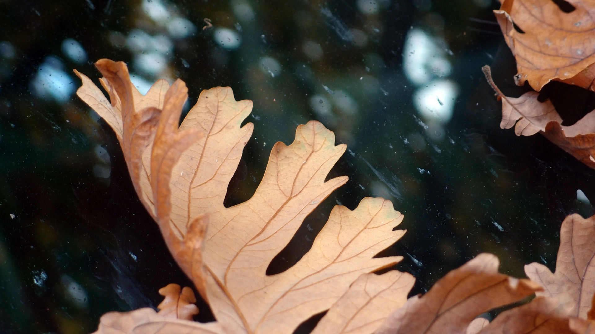 2022-10-19 Laub auf Windschutzscheiben (Foto)
