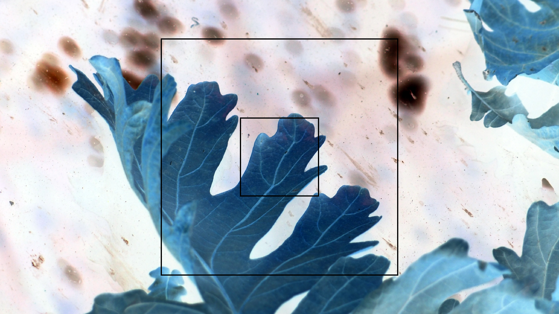 2022-10-19 Laub auf Windschutzscheiben (Foto)