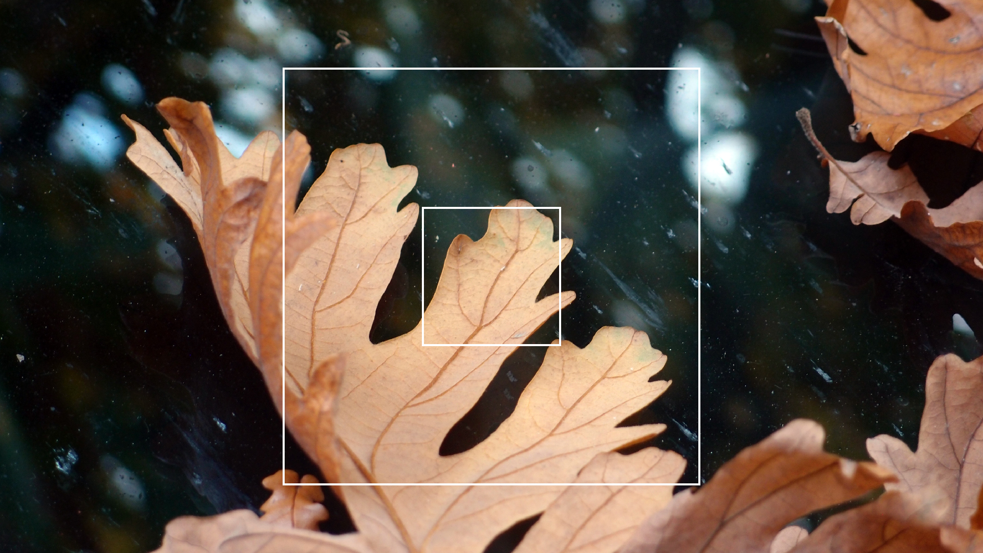 2022-10-19 Laub auf Windschutzscheiben (Foto)