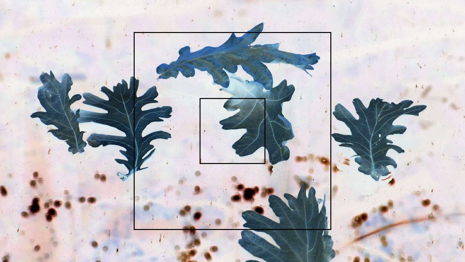 2022-10-19 Laub auf Windschutzscheiben (Foto)