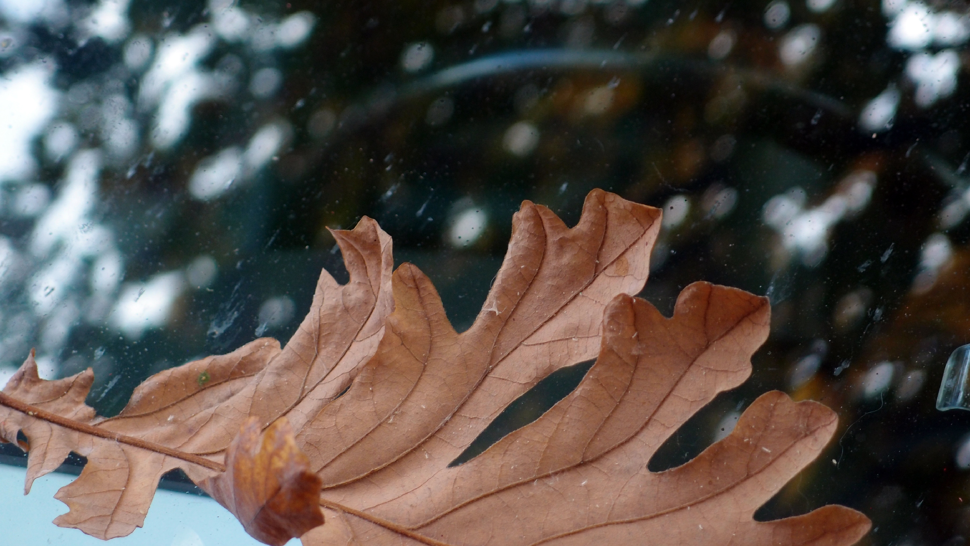 2022-10-19 Laub auf Windschutzscheiben (Foto)