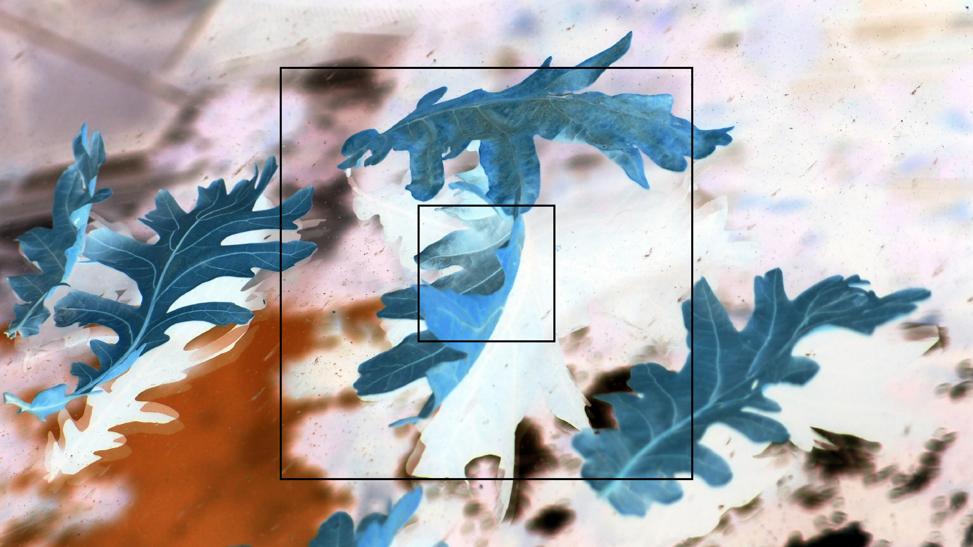 2022-10-19 Laub auf Windschutzscheiben (Foto)