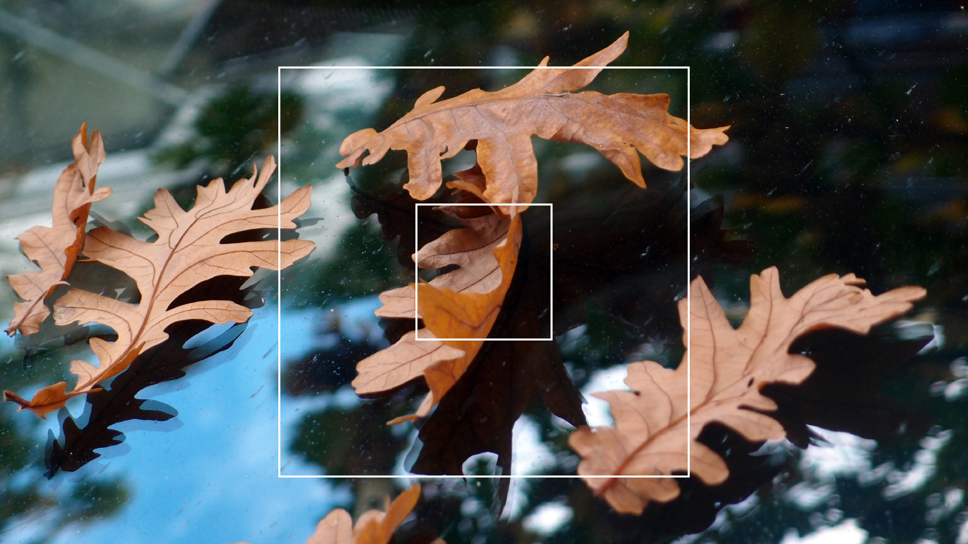 2022-10-19 Laub auf Windschutzscheiben (Foto)