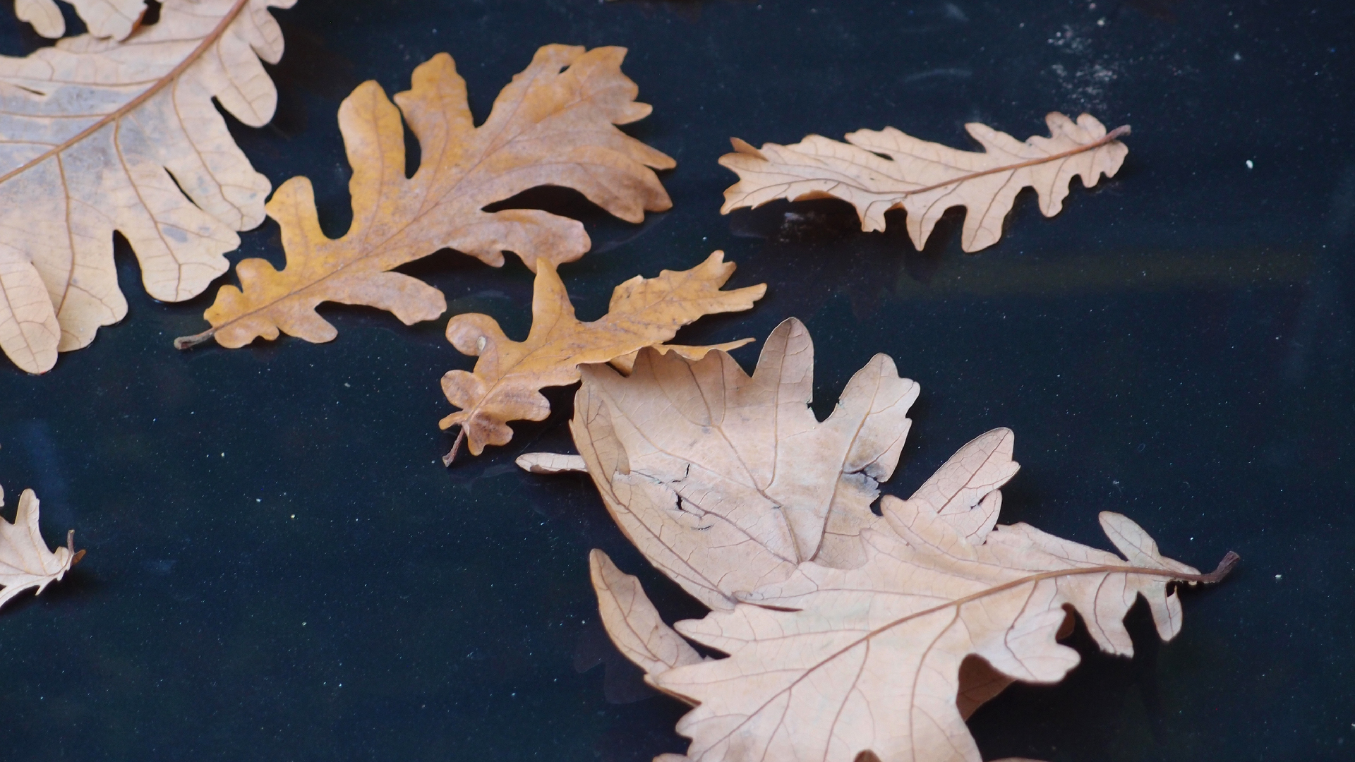 2022-10-19 Laub auf Windschutzscheiben (Foto)