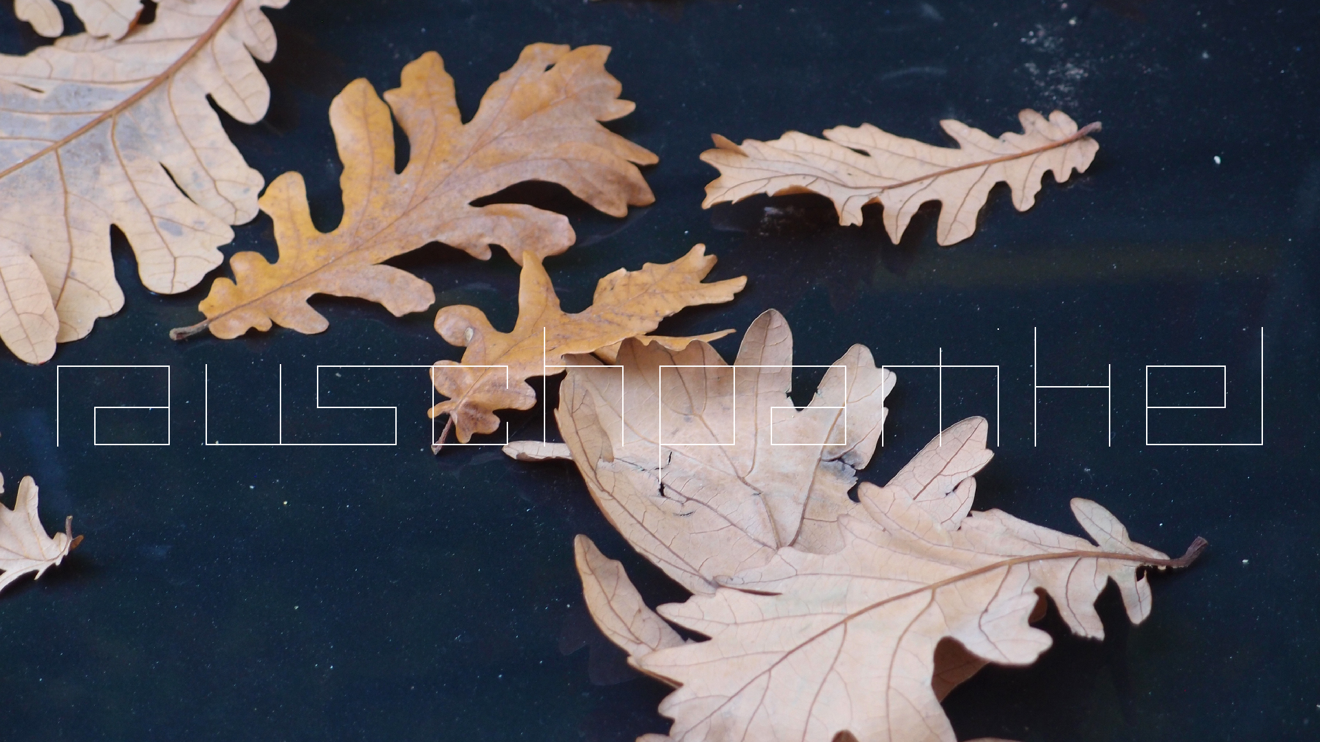 2022-10-19 Laub auf Windschutzscheiben (Foto)