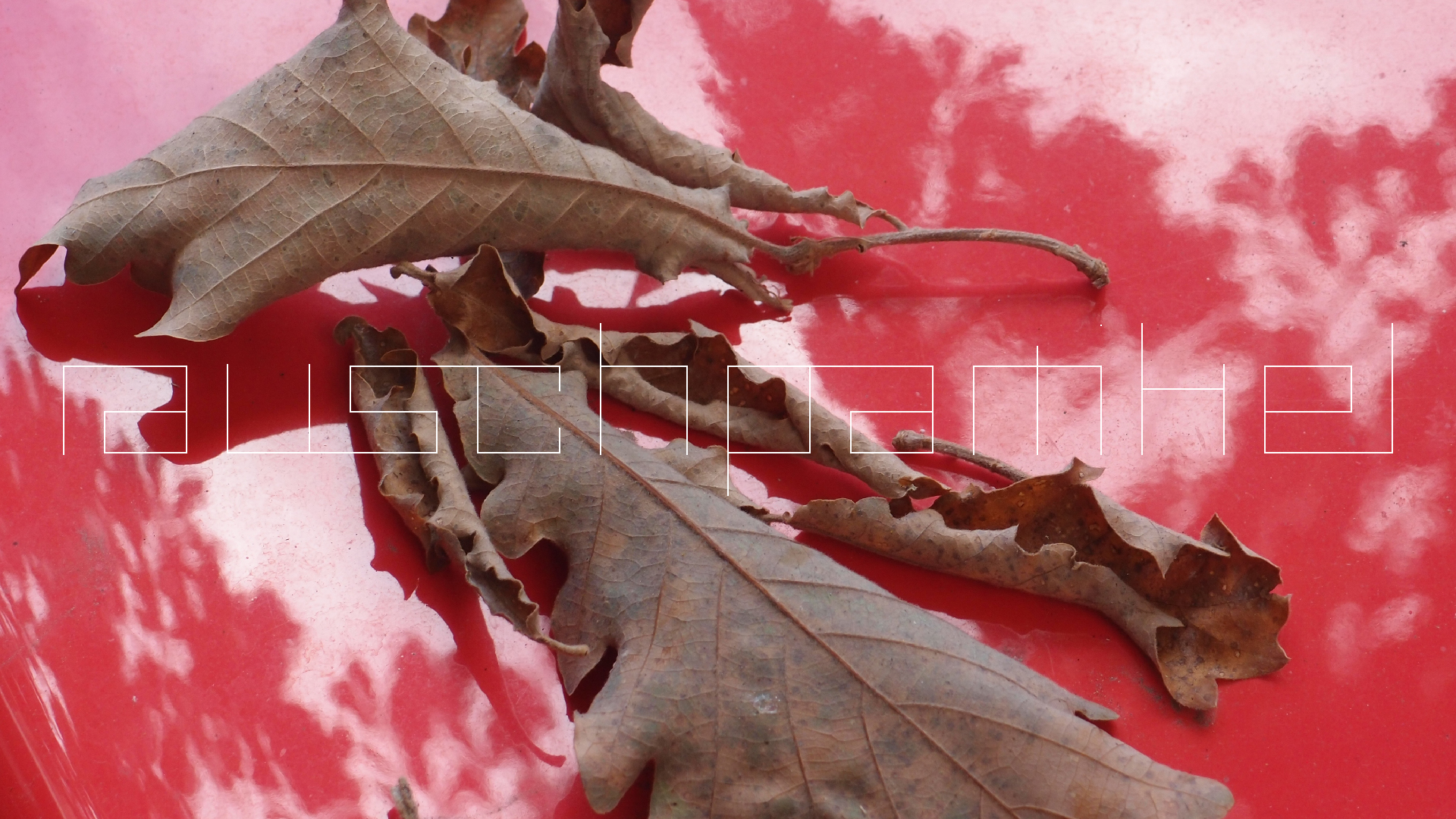 2022-10-19 Laub auf Windschutzscheiben (Foto)