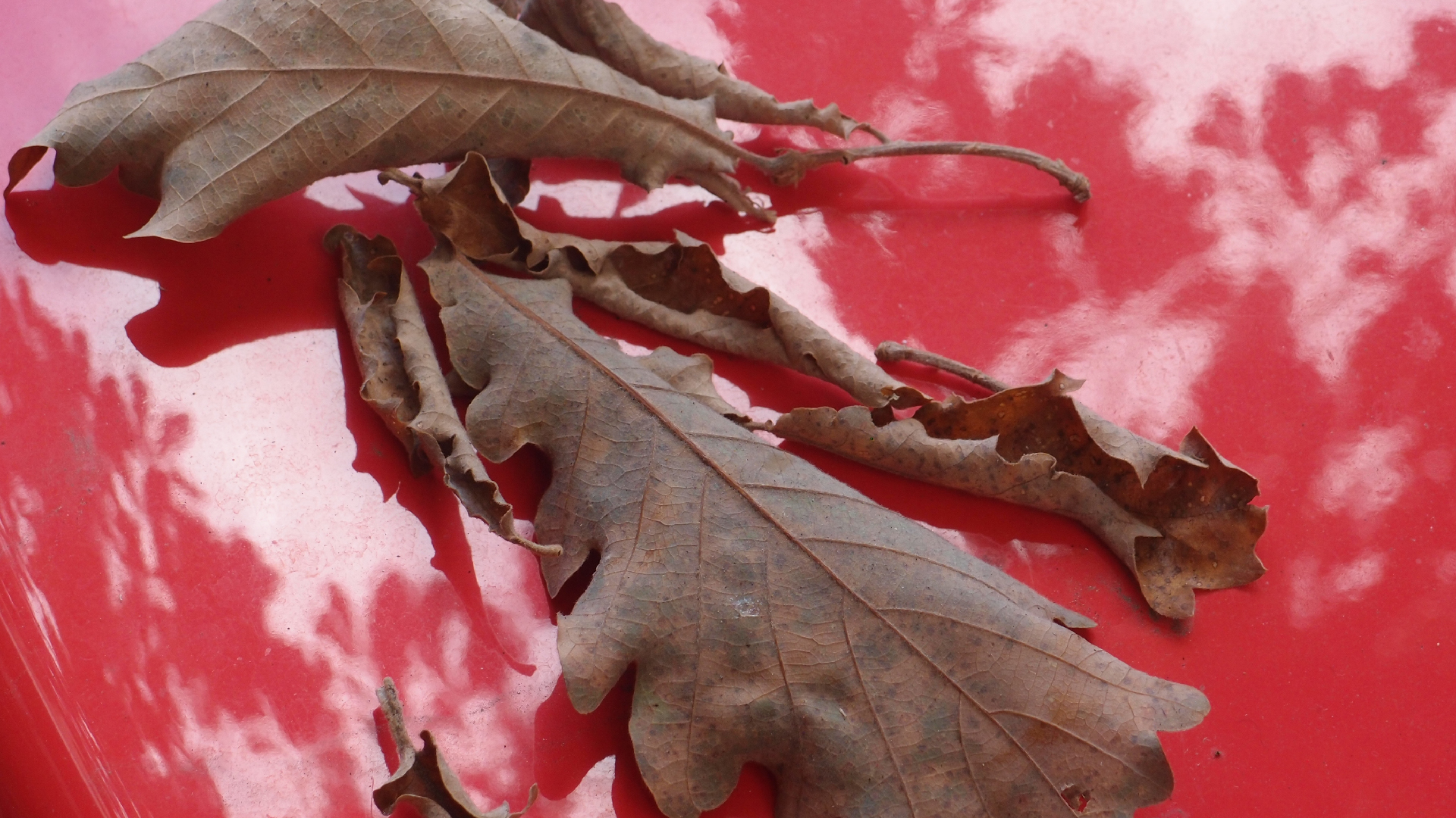 2022-10-19 Laub auf Windschutzscheiben (Foto)