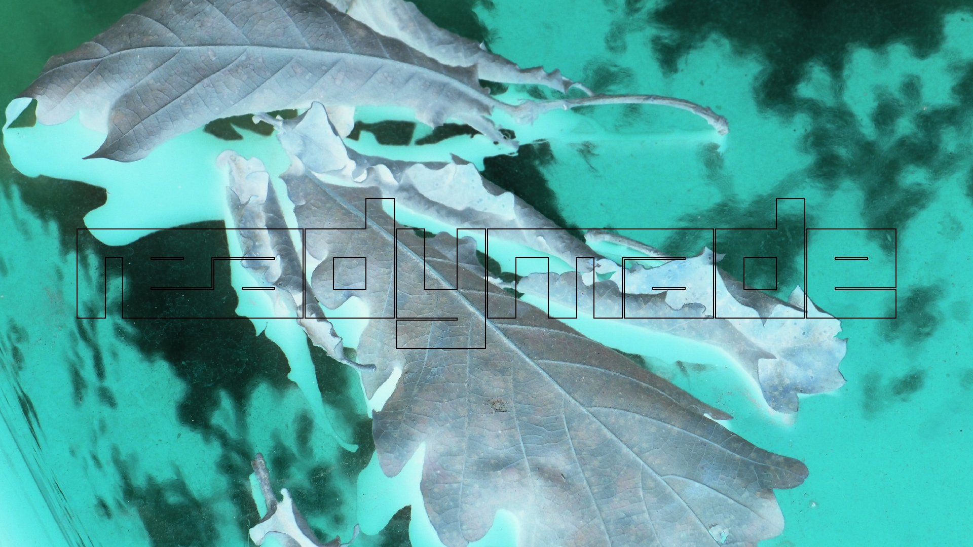 2022-10-19 Laub auf Windschutzscheiben (Foto)