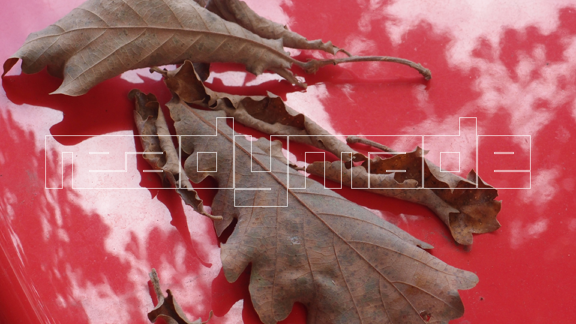 2022-10-19 Laub auf Windschutzscheiben (Foto)